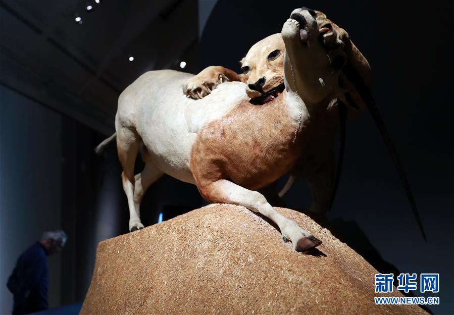 （国际）（4）法兰克福席尔恩美术馆举办“立体透视剧场”展