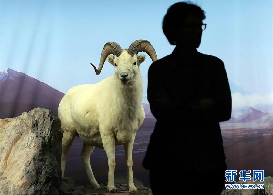 （国际）（1）法兰克福席尔恩美术馆举办“立体透视剧场”展